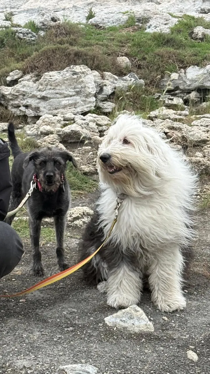 Luis's two dogs on a walk outdoors.